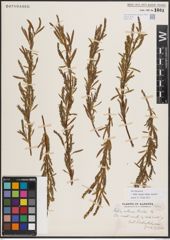 Foto von Salix exigua subsp. interior (Rowlee) Cronquist